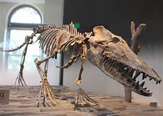 Corner Skeleton